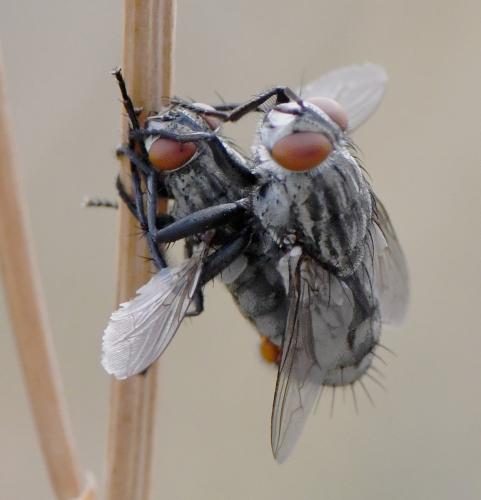 Sarcophaga sp.